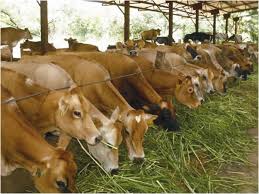 Image result for farming in Nigeria