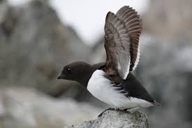 Image result for dovekie