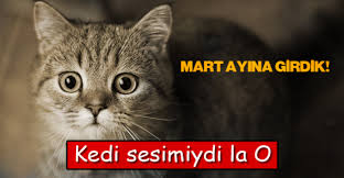 mart kedi ile ilgili görsel sonucu