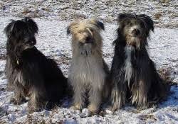 Gabriele Reif | Berger des Pyrenees Hund Rasse Züchter Welpen ...