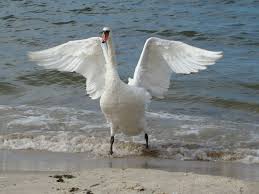 Image result for swan with wings spread