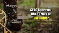 GEAC Approves BRL-1 Trials of GM Rubber Developed By Assam Rubber Board