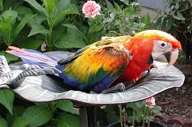 Image result for baby macaw parrot for sale