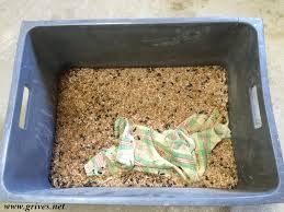 Résultat de recherche d'images pour "vers de farine"