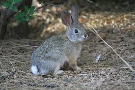 Image result for RABBIT