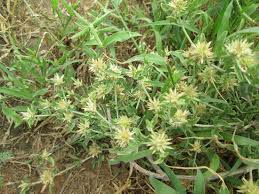 Image result for Cyathula lanceolata