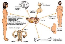 Resultado de imagen para madurez sexual