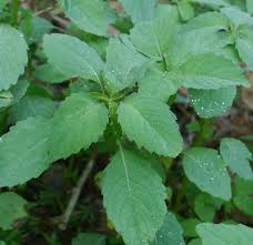 Image result for jewelweed