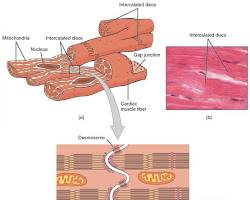 Image of Cardiac muscle tissue anatomy diagram