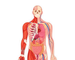 صورة medical artistic illustration of athlete physiology cardiovascular system and spine posture anatomy no text