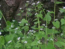 Image result for garlic mustard