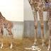 PHOTOS, VIDEO: Meet the Toledo Zoo's newborn baby giraffe