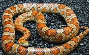 Resultado de imagen para serpiente