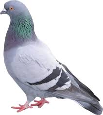 Image result for pigeons