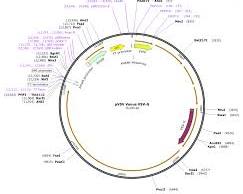 Image of pVSVXN2 plasmid