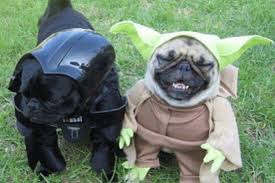 Image result for pugs