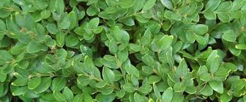 soil for plants ile ilgili görsel sonucu