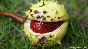 Treatment ,of, varicose veins ,with herbs,Horse Chestnut