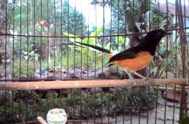 Hasil gambar untuk murai batu