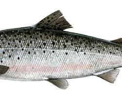 Image of Tasmanian Salmon