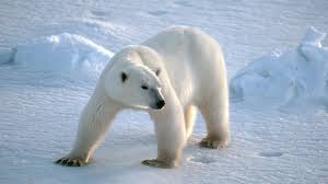 Image result for polar bear