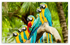 Image result for macaw parrot hd
