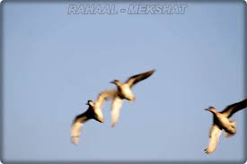 نتيجة بحث الصور عن صور بط سمين متحرك