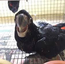 Image result for baby macaw parrot for sale