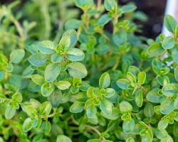 Thyme herb