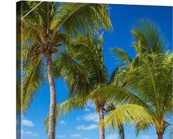 Abaco Islands Sunset