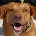 Cold Noses: Adoptable Pets of the Week