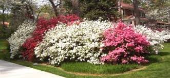 Image result for Azalea azaleas