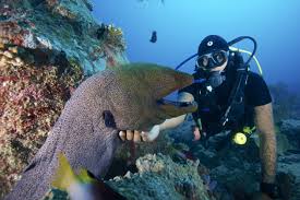 Dive into Adventure: Explore the Vibrant Underwater World with Our Scuba Diving Tours! Live the beauty of Mauritius now 🇲🇺 𝙲̲𝚘̲𝚗̲𝚝̲𝚊̲𝚌̲𝚝̲ 𝚞̲𝚜̲:̲ Email: seaside@intnet.mu Whatsapp: 5422 1129 #mauritius #seasideholidays#islandlife ...