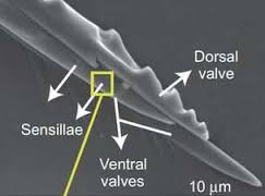 Resultado de imagem para fig wasps in florida