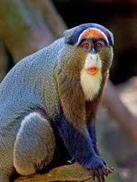 Image result for MONKEYS