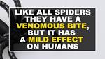  The 15 biting spiders that live in the UK and how to spot them - from the docile to the 'deadliest'
