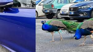 Pavoni, da Punta Marina ad Arenzano: animali iconici, ma la convivenza non è sempre facile