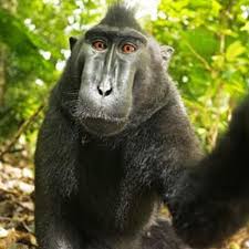 Image result for MONKEYS