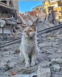 Cat survives in Iran war zone 🇮🇷