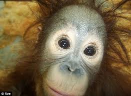 Image result for MONKEYS