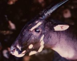 Gambar Saola with its unique horns