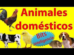 Resultado de imagen de descubre animales domésticos