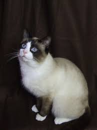 Résultat de recherche d'images pour "snowshoe cat"