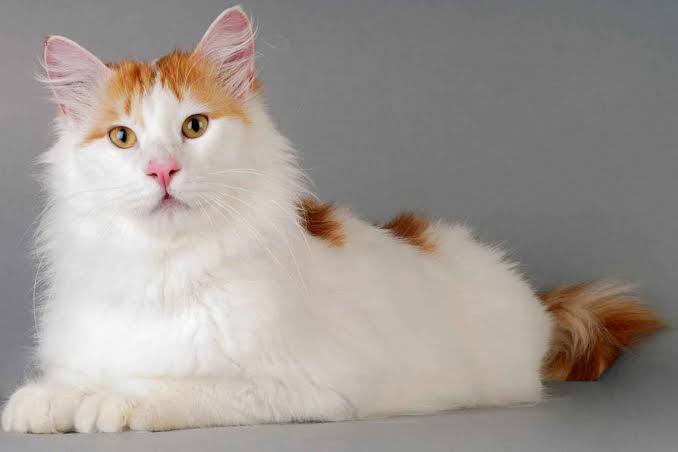 Turkish Van - Vetwest Veterinary Clinics