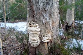 Image result for chaga mushroom images