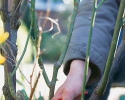 Image of beautifully pruned rose bush