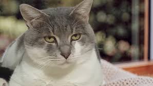 Trend Google: gatto