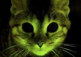 Résultat de recherche d'images pour "image de chaton qui font des betise"