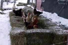 Image result for site:sugarmtnfarm.com chicken hoop house