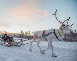 Imagem de Reindeer sled ride, Rovaniemi